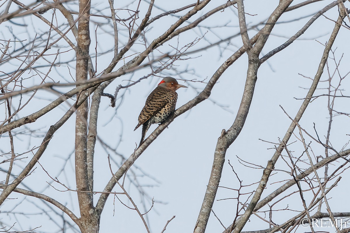 Northern Flicker - ML626810928