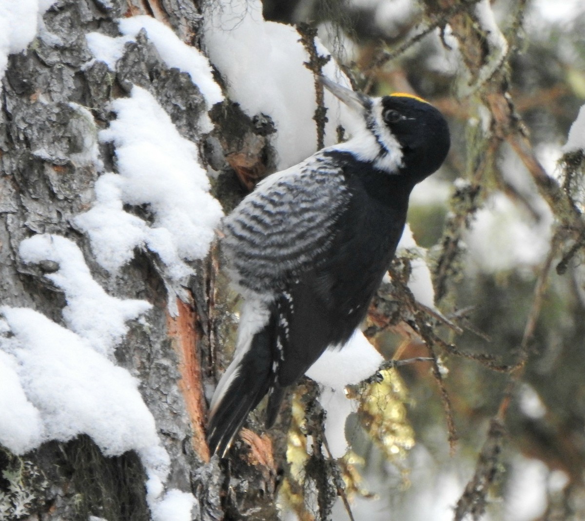 Black-backed Woodpecker - ML626810933