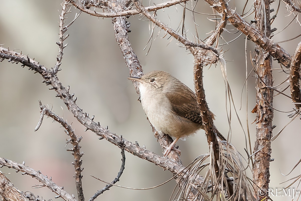 Northern House Wren - ML626810940