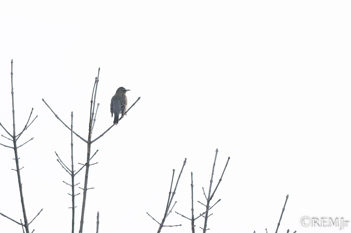 Northern Mockingbird - ML626810951