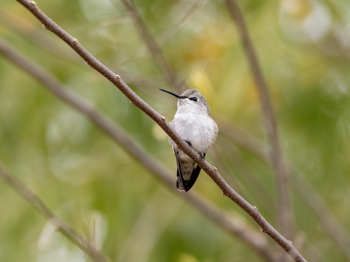 Colibrí de Costa - ML626810969