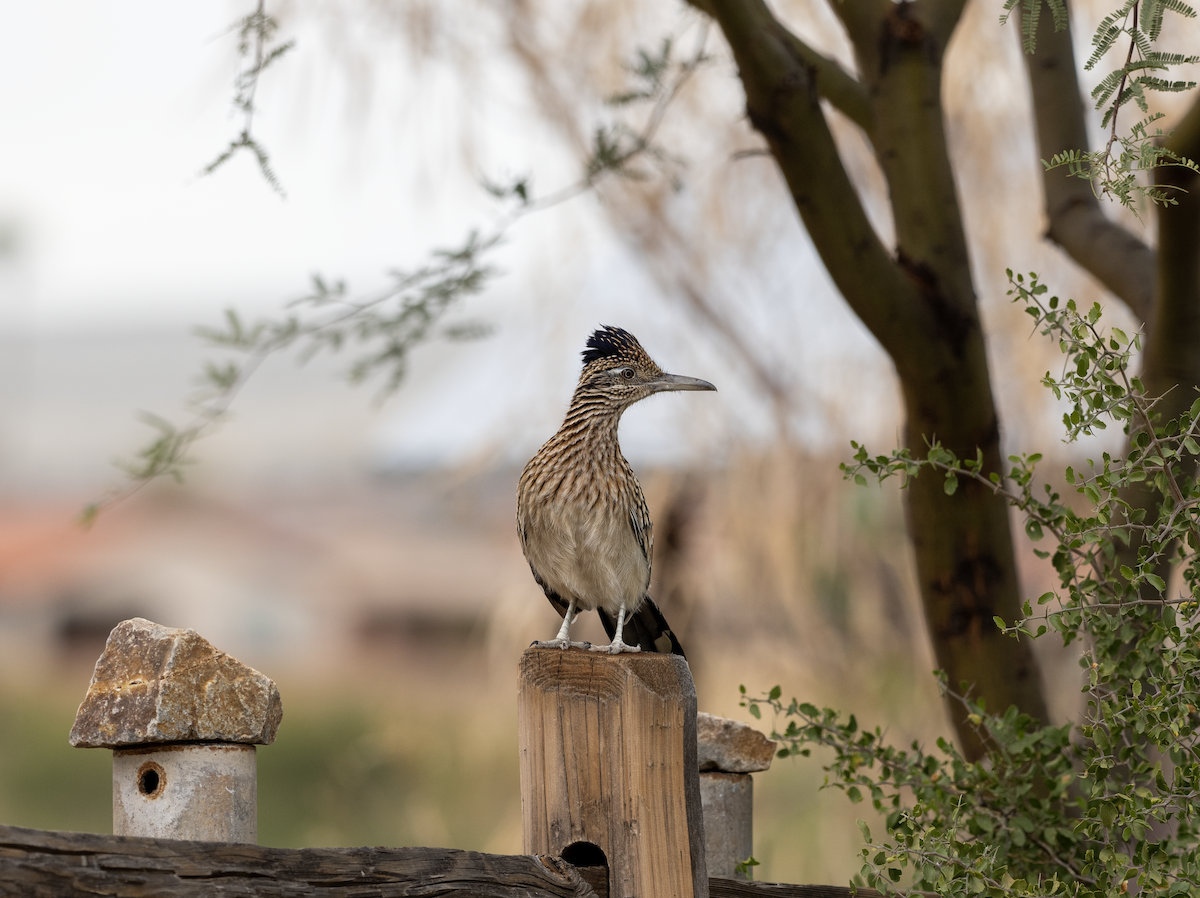 Correcaminos Grande - ML626810980