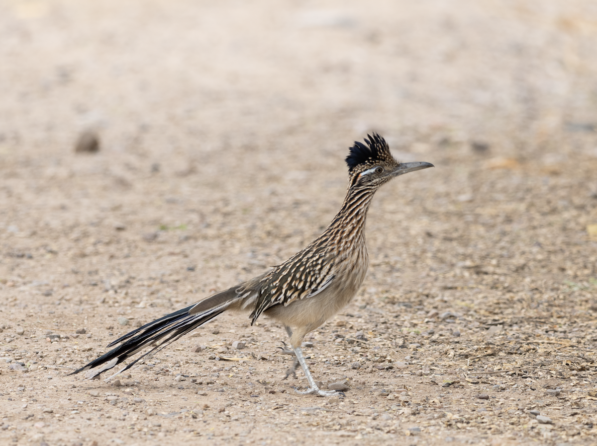 Correcaminos Grande - ML626810981