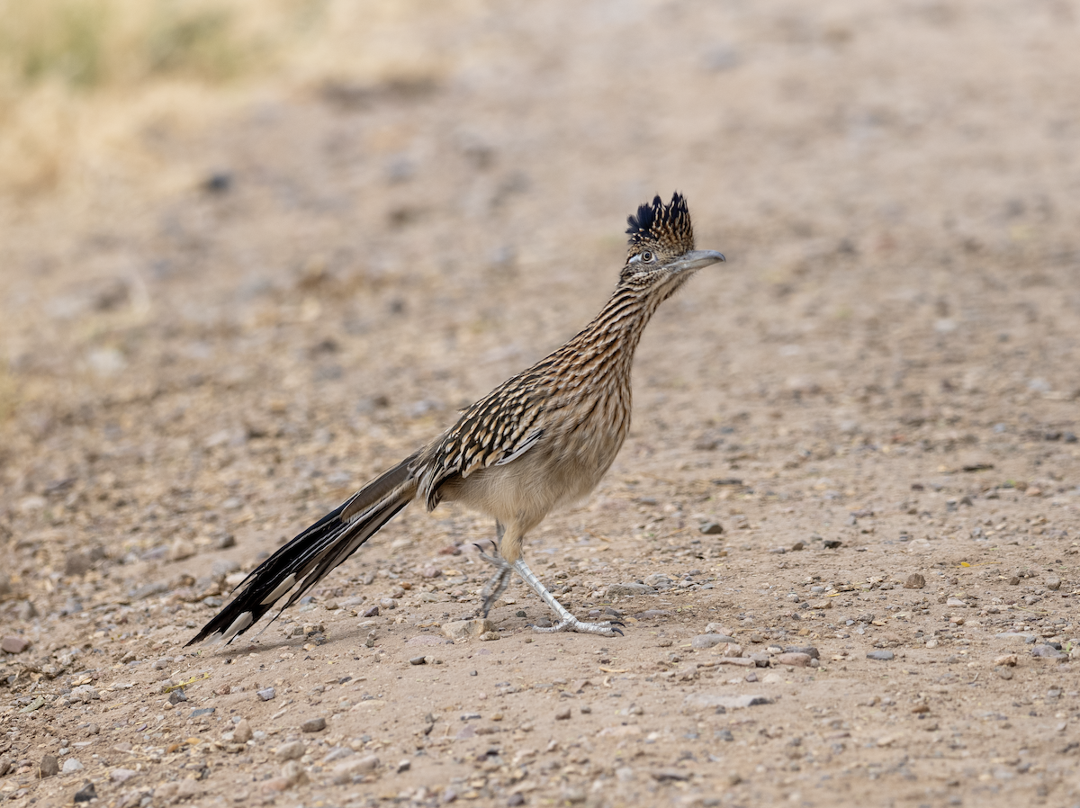 Correcaminos Grande - ML626810982