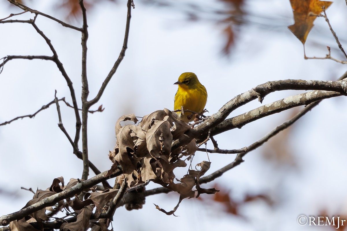 Pine Warbler - ML626810985