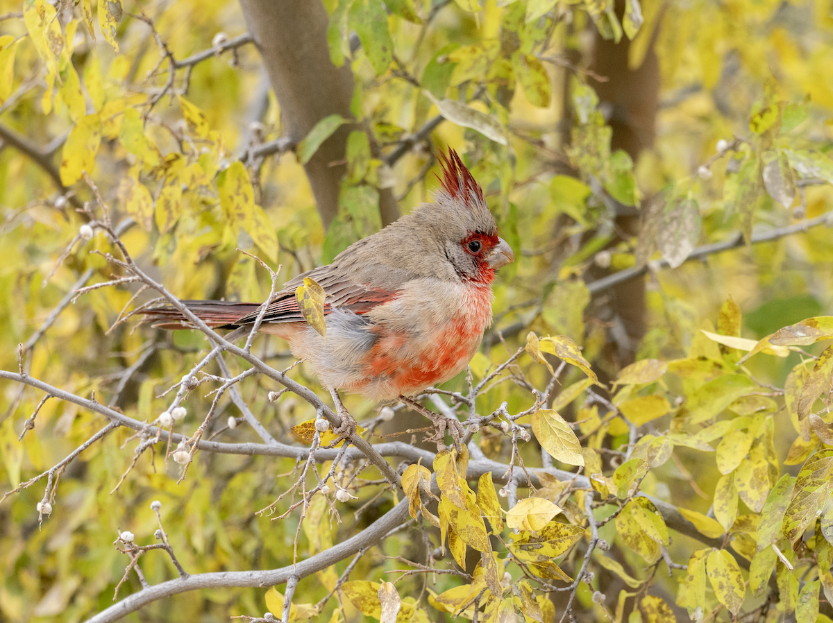 Cardenal Pardo - ML626811034