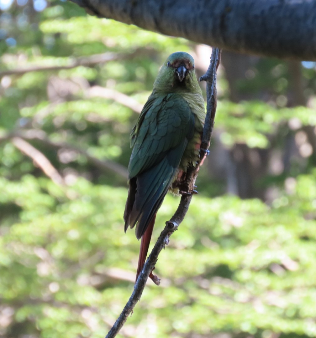 Austral Parakeet - ML626811191