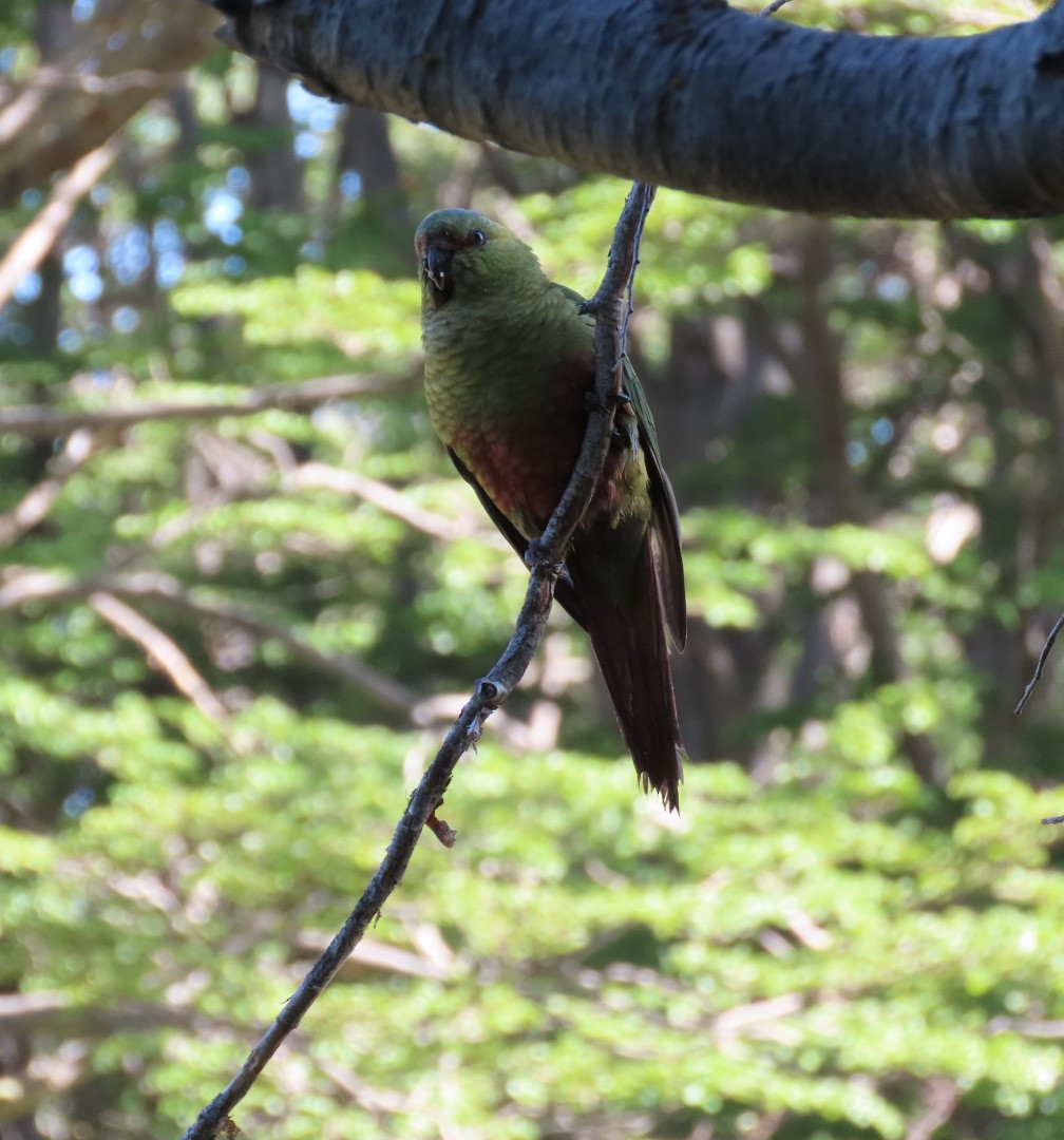 Austral Parakeet - ML626811195