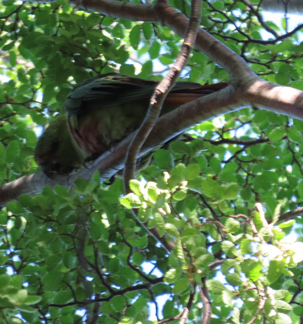 Austral Parakeet - ML626811196