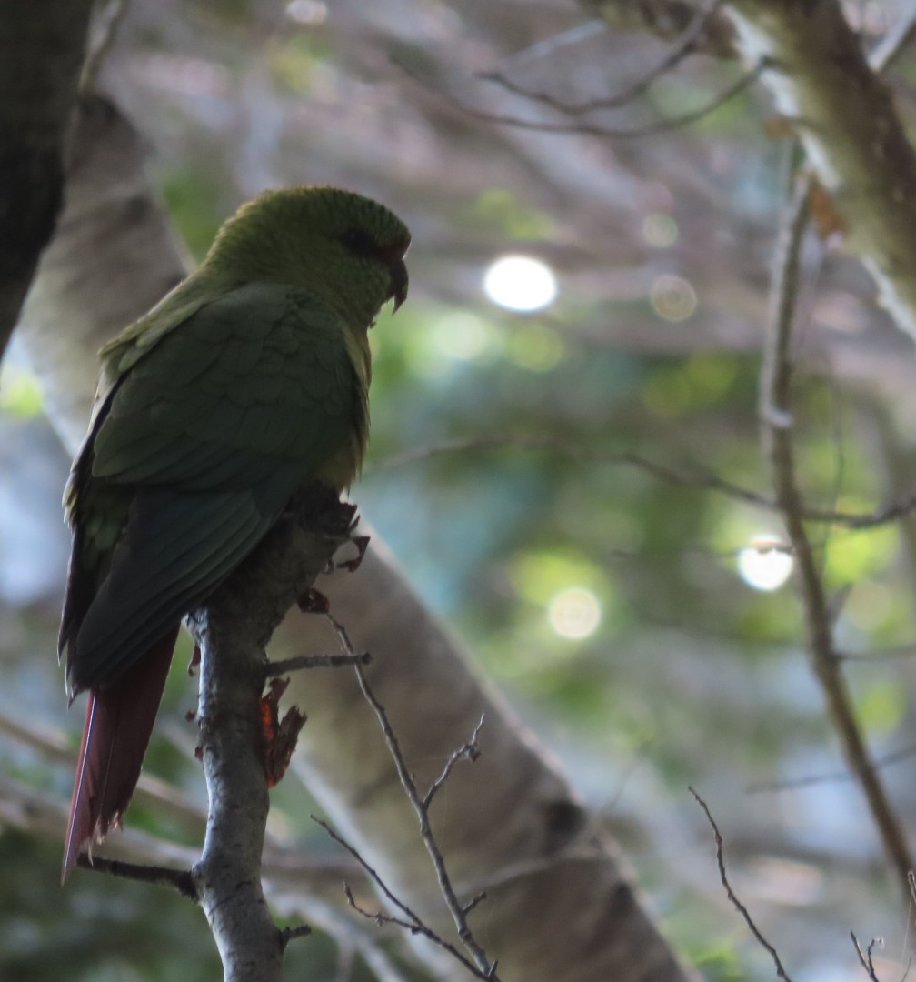 Austral Parakeet - ML626811200