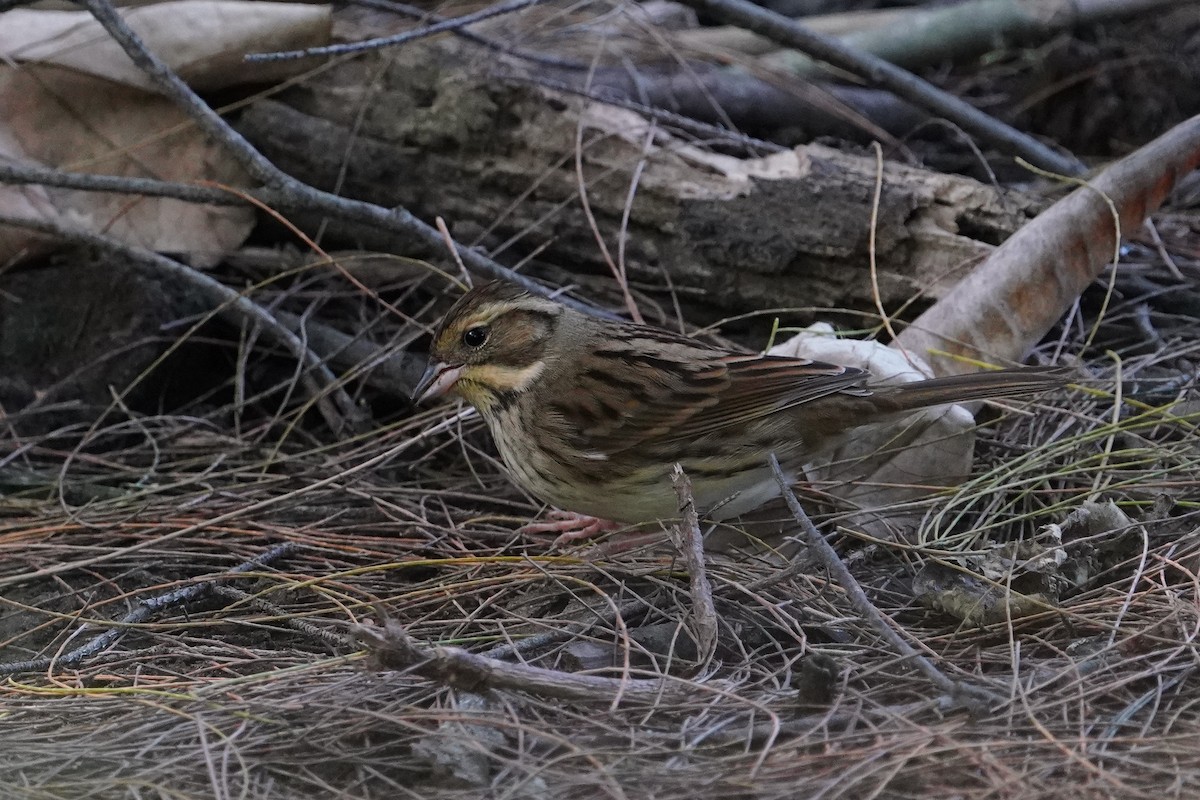 Black-faced/Masked Bunting - ML626811297