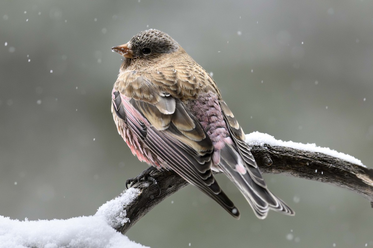 Brown-capped Rosy-Finch - ML626811381