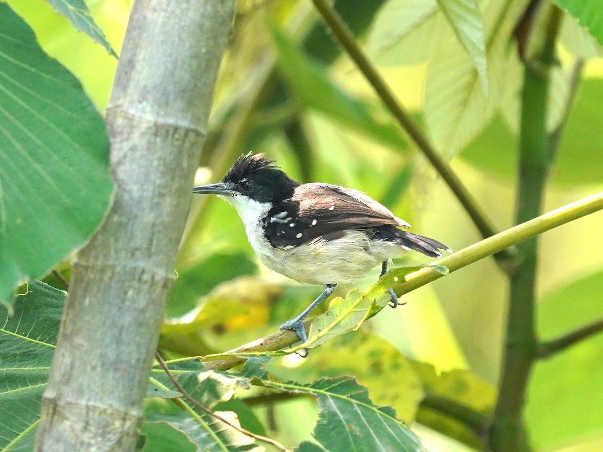 Black-and-white Antbird - Luis Carlos García Mejía