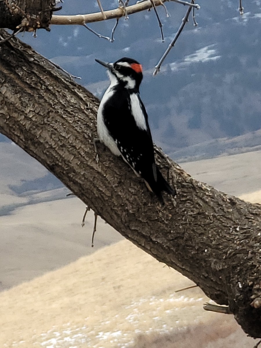 Hairy Woodpecker - ML626811470