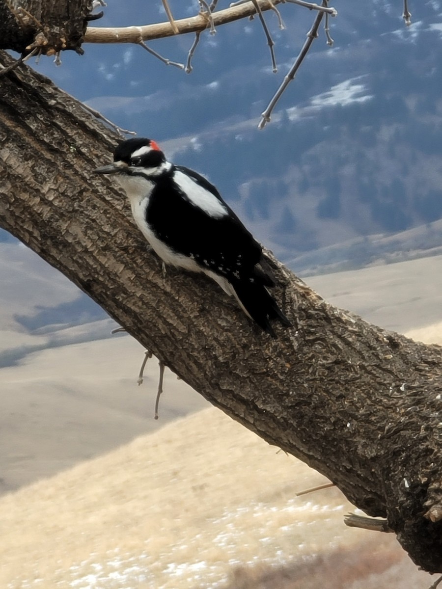 Hairy Woodpecker - ML626811471