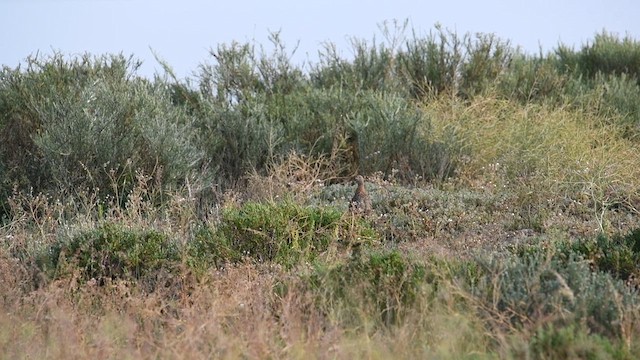 Gray-winged Francolin - ML626811474