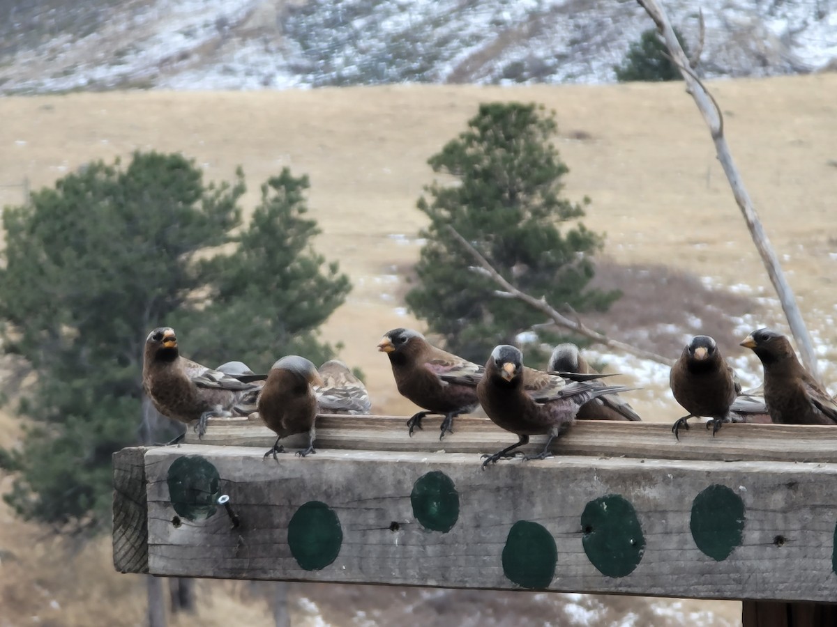 Gray-crowned Rosy-Finch - ML626811525