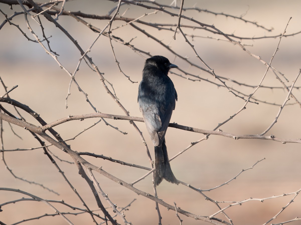 Trauerdrongo (apivorus) - ML626811712