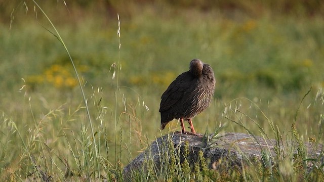Cape Spurfowl - ML626811717