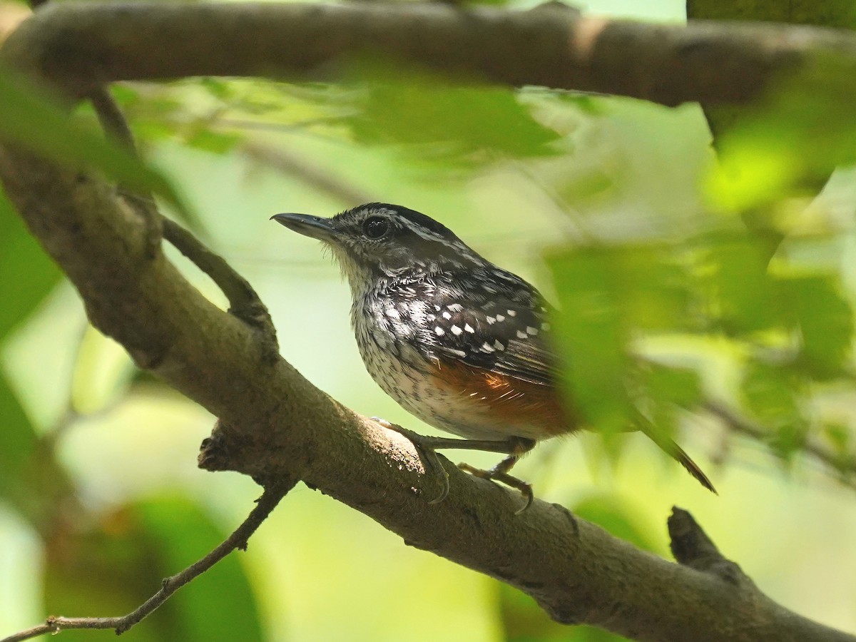 Peruvian Warbling-Antbird - ML626811719