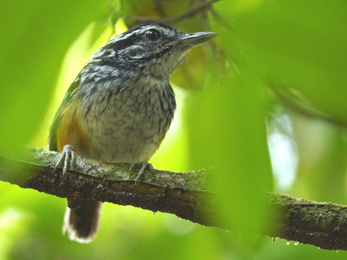 Peruvian Warbling-Antbird - ML626811720