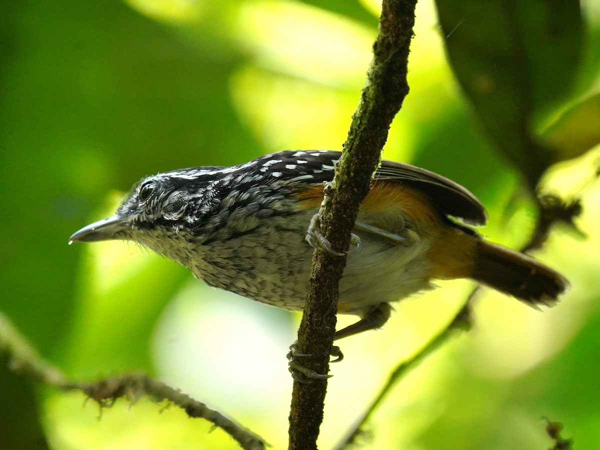 Peruvian Warbling-Antbird - ML626811722