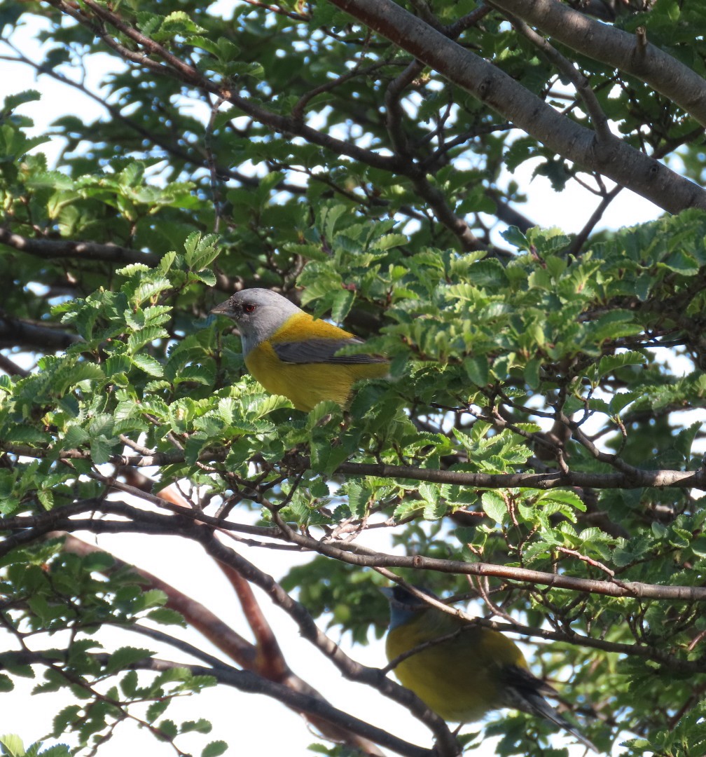 Patagonian Sierra Finch - ML626811746