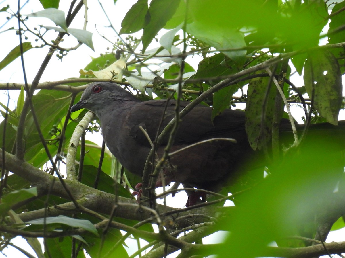 Dusky Pigeon - ML626811800