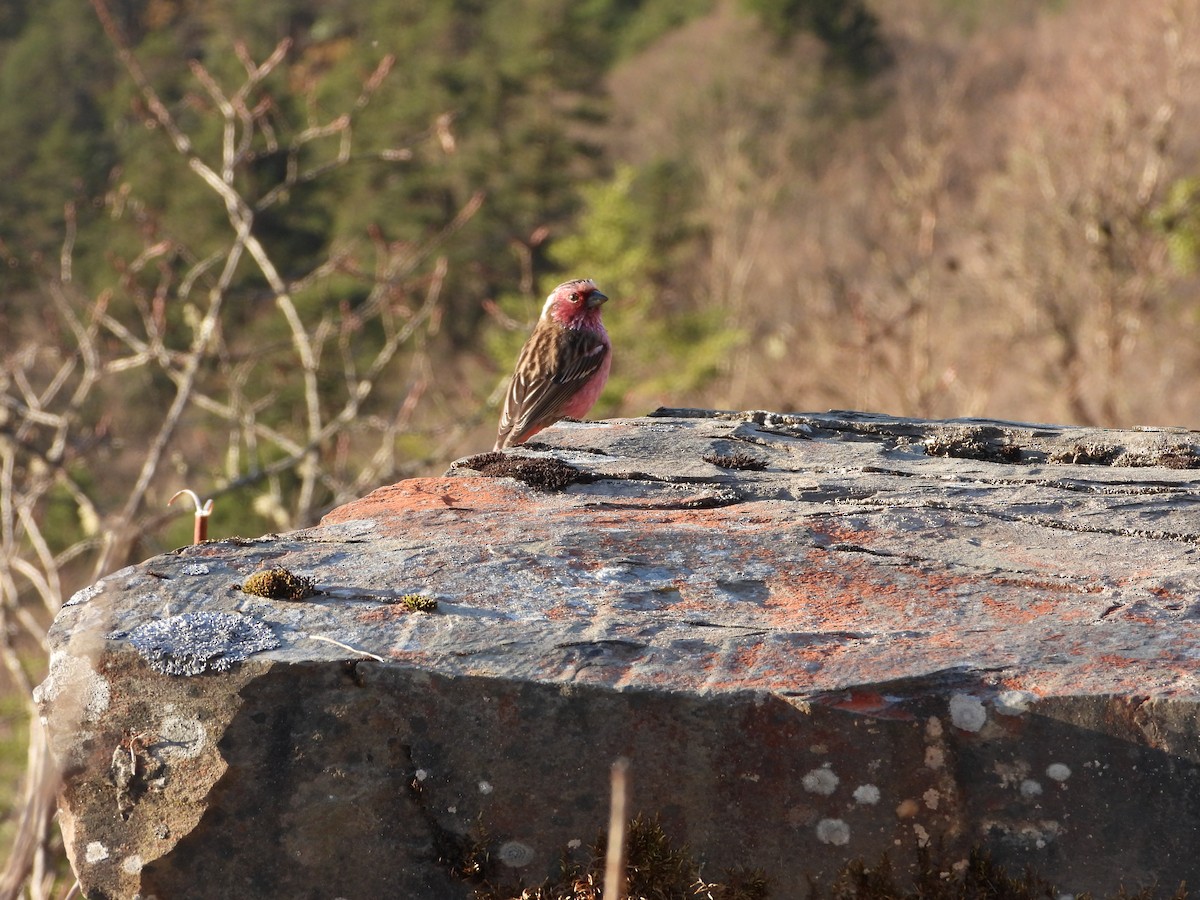 Chinese White-browed Rosefinch - ML626811829