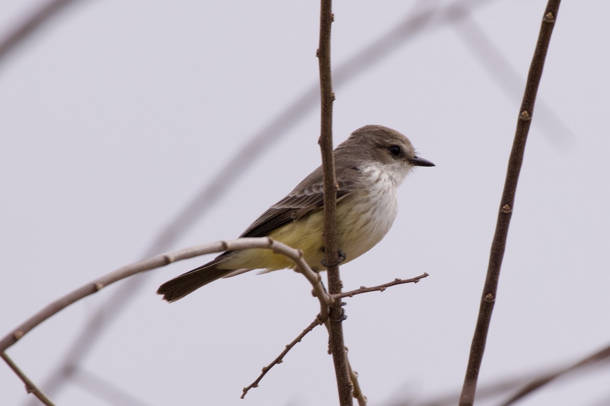 Mosquero Cardenal - ML626811851