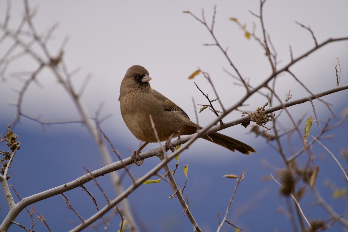 Toquí de Abert - ML626811885