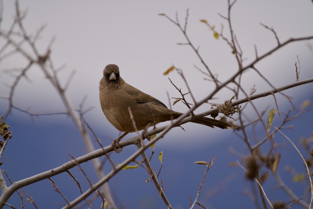 Toquí de Abert - ML626811886