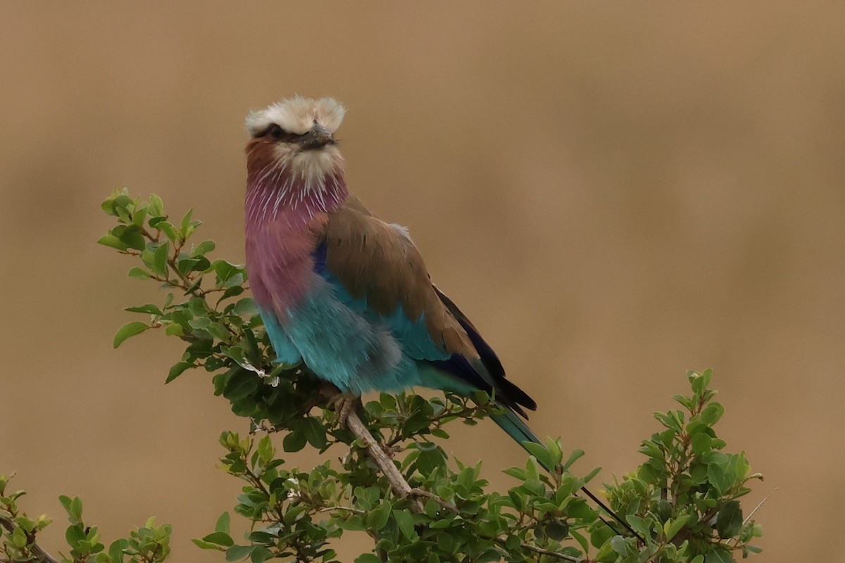 Lilac-breasted Roller - ML626811924