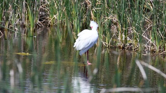 African Spoonbill - ML626811976