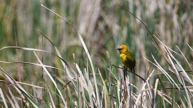 Cape Weaver - ML626811983
