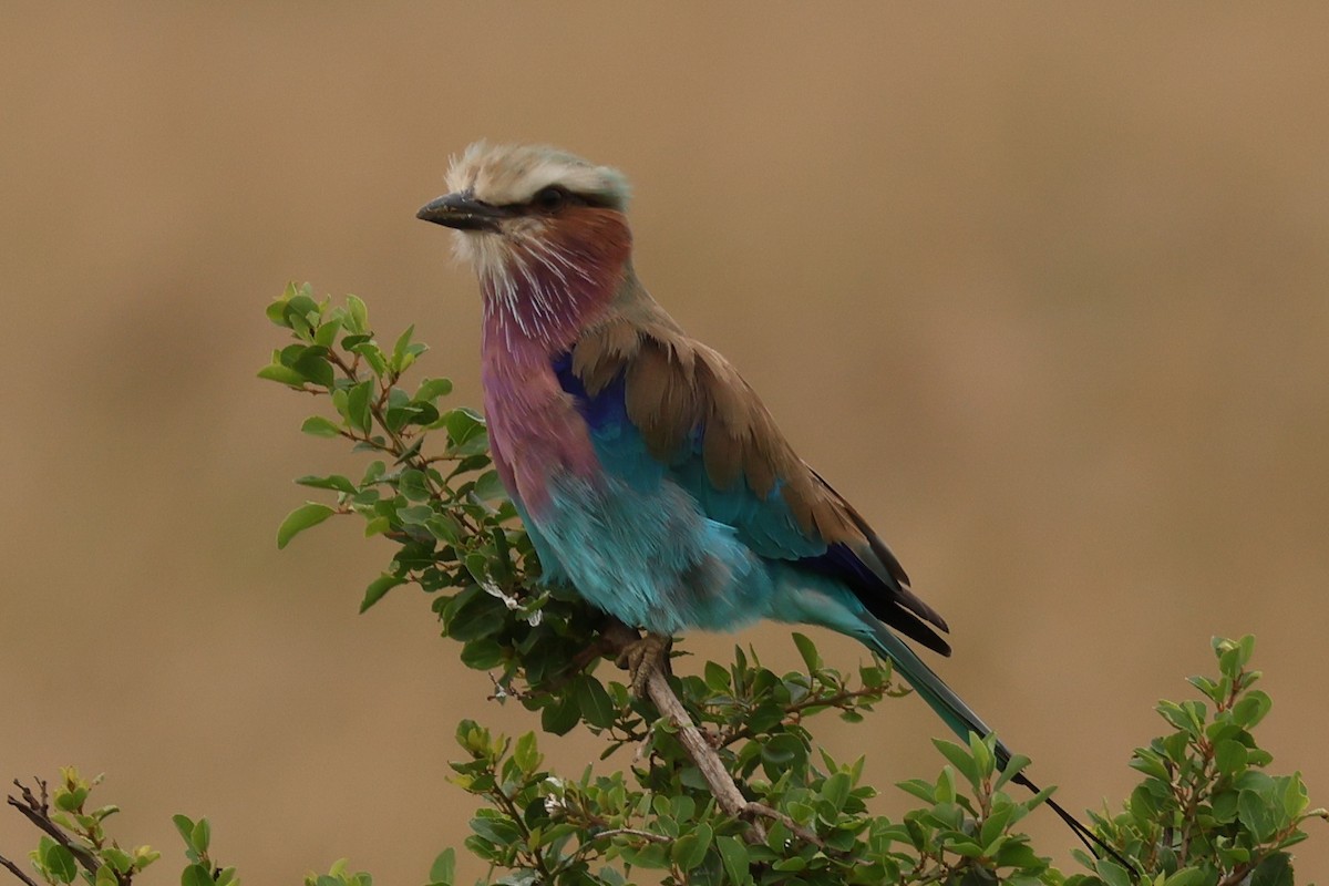 Lilac-breasted Roller - ML626812017