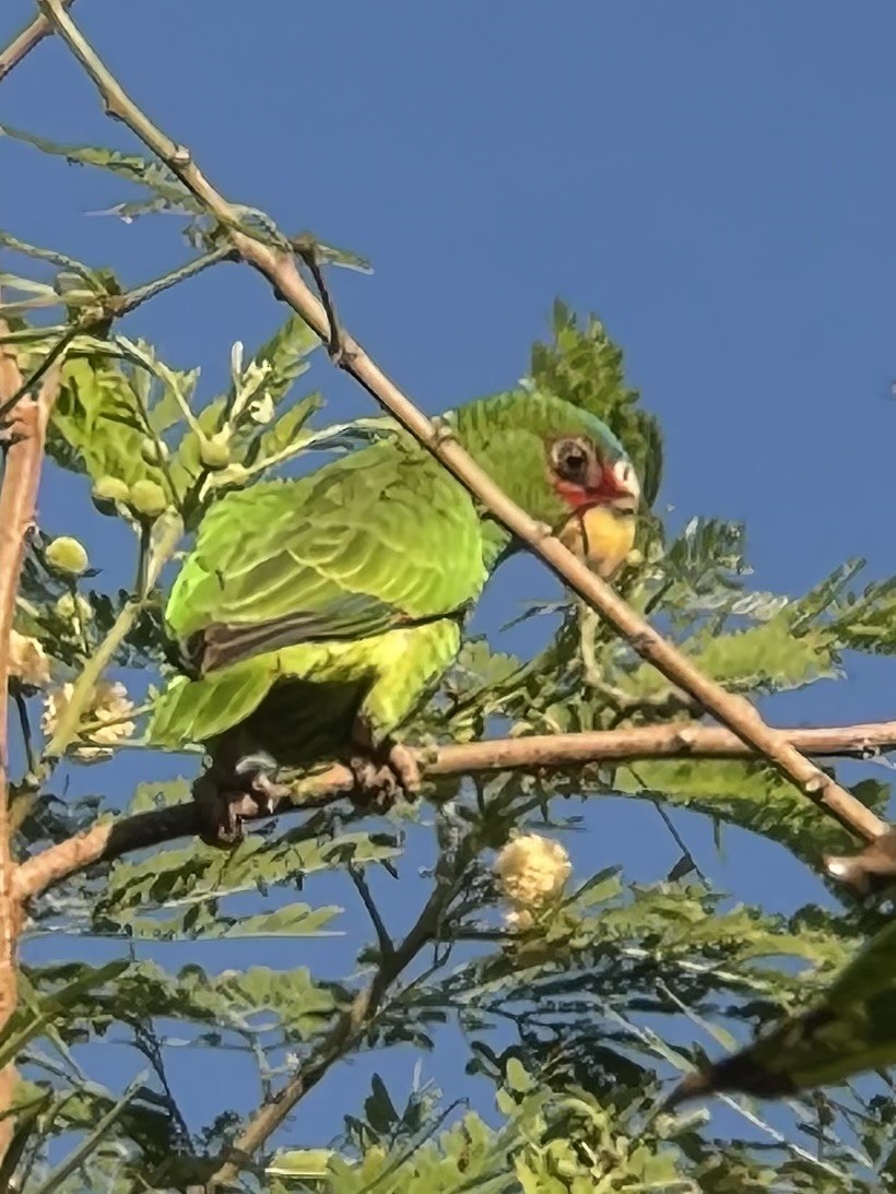 コボウシインコ - ML626812102