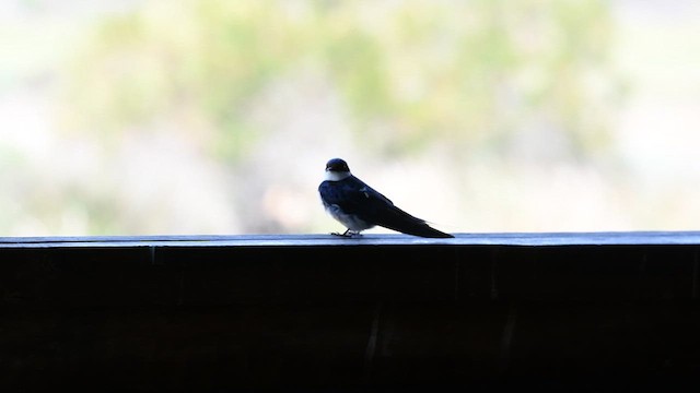 Pearl-breasted Swallow - ML626812117