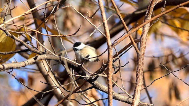 Black-capped Chickadee - ML626812135