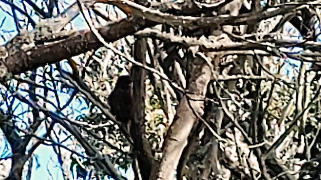 Hawaiian Hawk - ML626812263