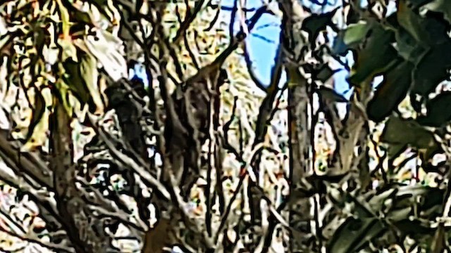Hawaiian Hawk - ML626812264