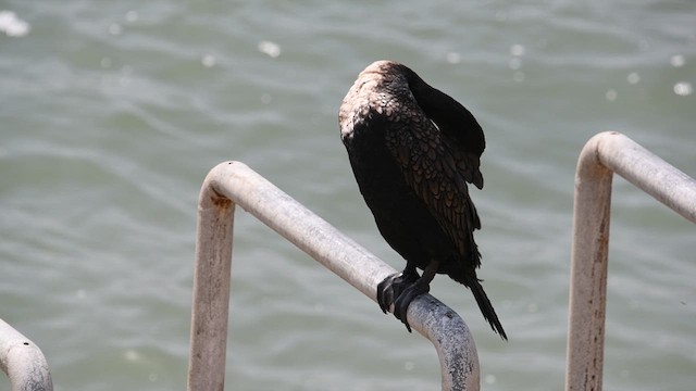 Great Cormorant (White-breasted) - ML626812295