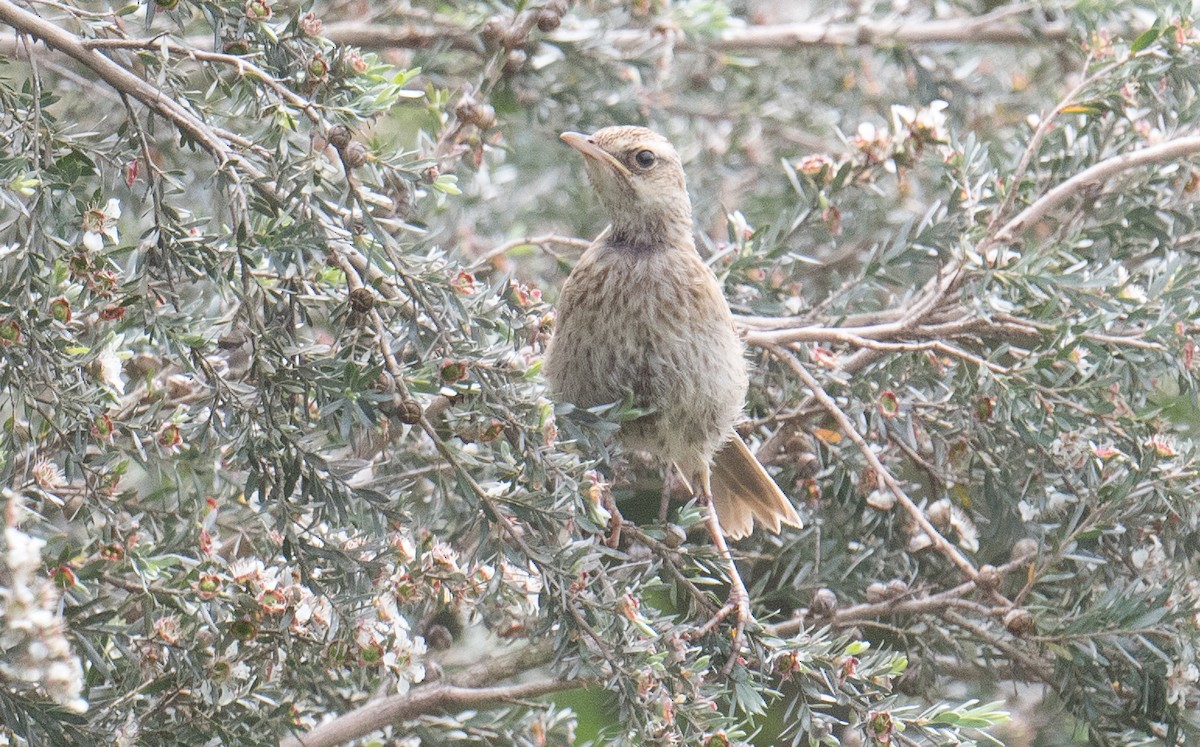 Australian Pipit - ML626812297