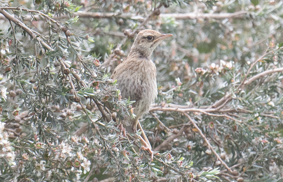 Australian Pipit - ML626812309