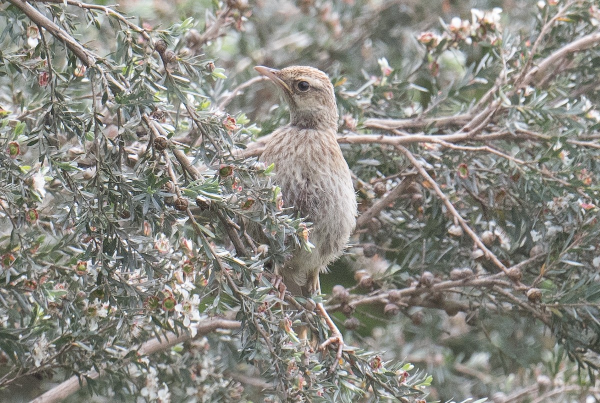 Australian Pipit - ML626812323