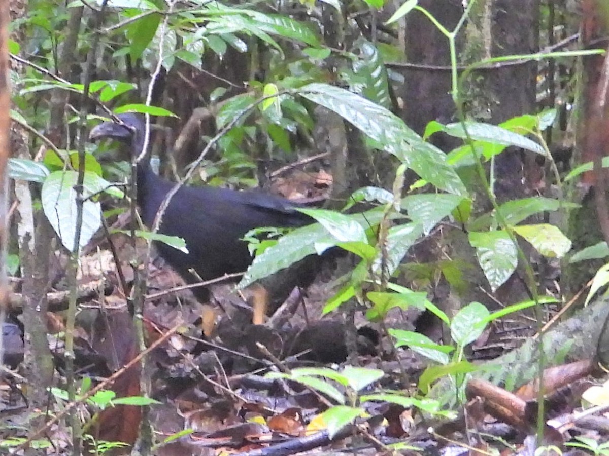 Yellow-legged Brushturkey - ML626812331