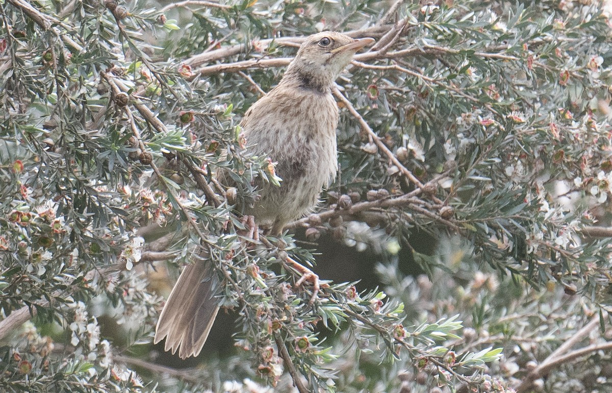 Australian Pipit - ML626812343