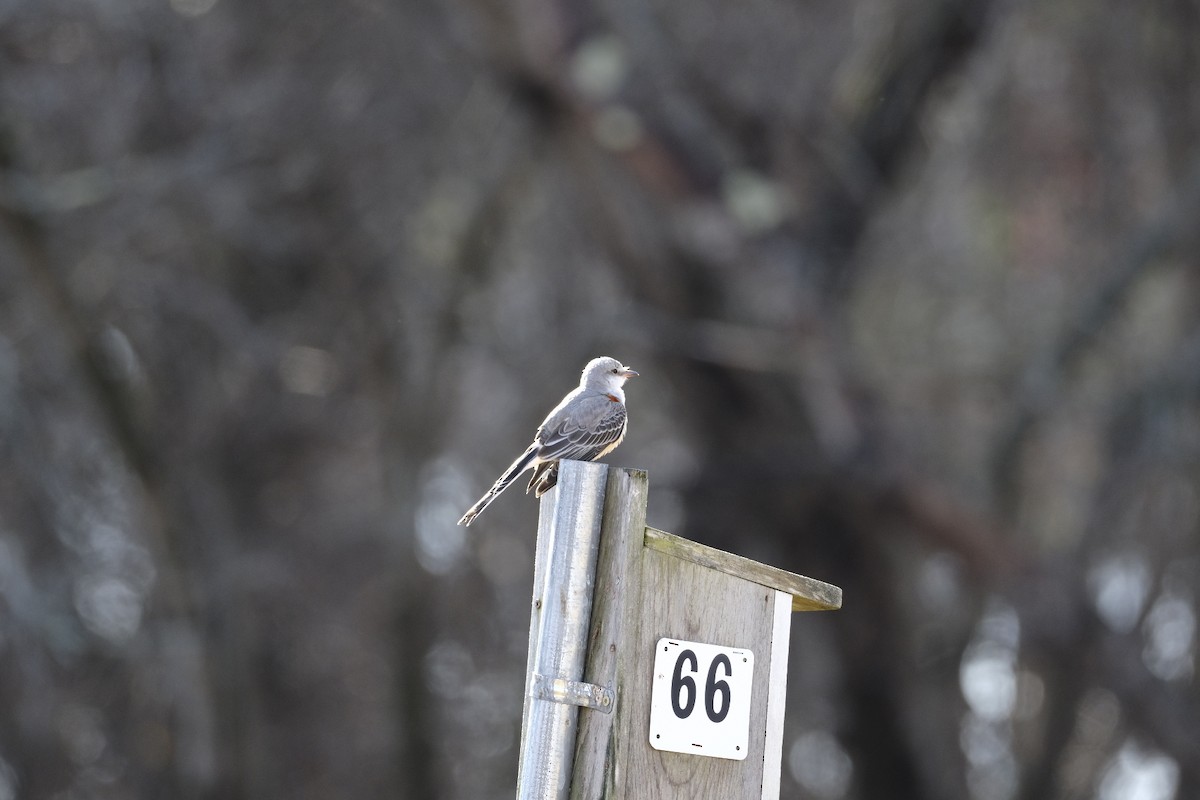 Scissor-tailed Flycatcher - ML626812359