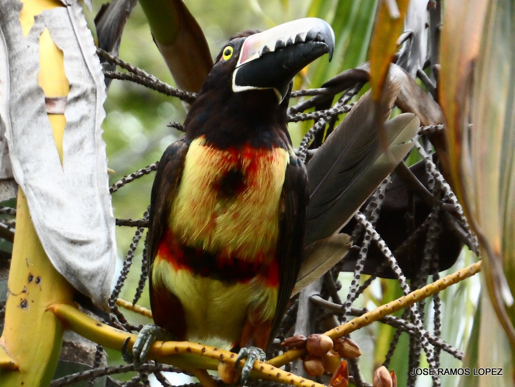 Collared Aracari - ML62681251