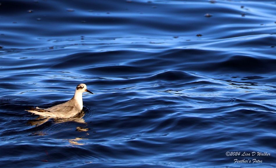 Red Phalarope - ML626812723